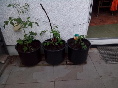 pomodori / 10.06.2016 005.jpg 10.06.2016 005.jpg