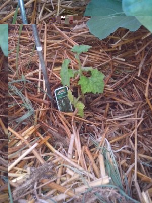 10.06.2016 012.jpg (130.72 KiB) Osservato 527 volte 10.06.2016 012.jpg