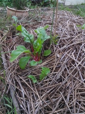 10.06.2016 013.jpg (184.53 KiB) Osservato 527 volte 10.06.2016 013.jpg