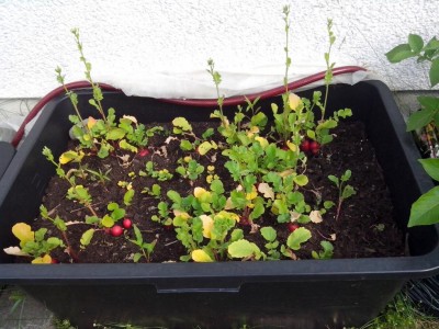 10.06.2016 004.jpg (131.16 KiB) Osservato 587 volte 10.06.2016 004.jpg