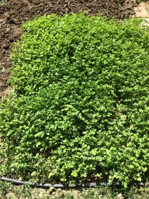 prezzemolo / 004.JPG 004.JPG