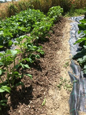 008.JPG (172.38 KiB) Osservato 540 volte 008.JPG