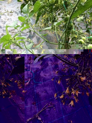 image.jpeg (159.8 KiB) Osservato 505 volte image.jpeg