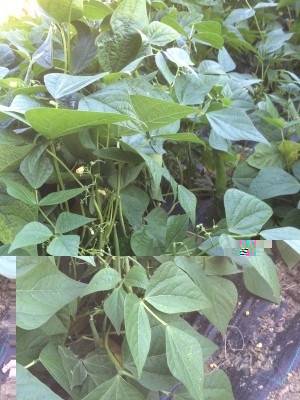 020.JPG (98.33 KiB) Osservato 538 volte 020.JPG