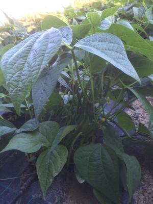 022.JPG (78.89 KiB) Osservato 538 volte 022.JPG