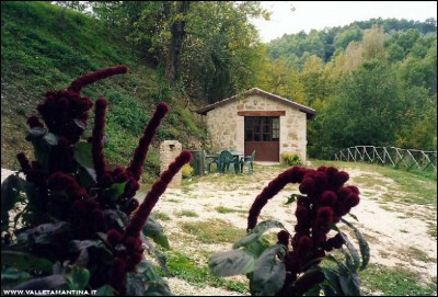 amaranto-coda-volpe.jpg (203.26 KiB) Osservato 599 volte amaranto-coda-volpe.jpg