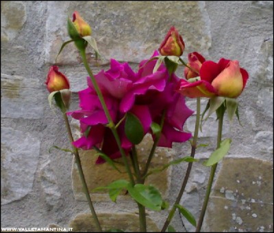 01062016rose2.jpg (149.01 KiB) Osservato 543 volte 01062016rose2.jpg