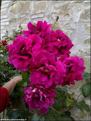 06062016rose.jpg (234.05 KiB) Osservato 543 volte 06062016rose.jpg