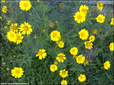 margherite-gialle.jpg (299.33 KiB) Osservato 543 volte margherite-gialle.jpg