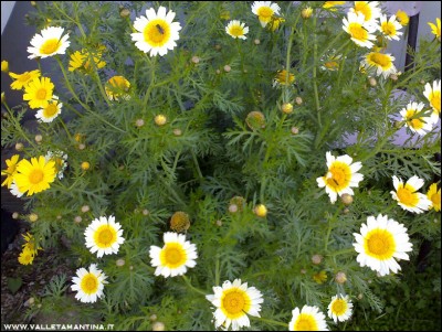 margherite-bicolor.jpg (297.84 KiB) Osservato 543 volte margherite-bicolor.jpg
