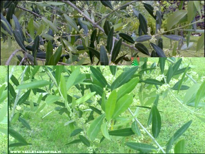 01062016fioritura-olivo.jpg (309.04 KiB) Osservato 541 volte 01062016fioritura-olivo.jpg