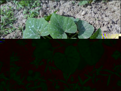 06062016zucche.jpg (359.06 KiB) Osservato 541 volte 06062016zucche.jpg