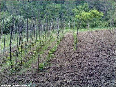 06062016orto.jpg (376.76 KiB) Osservato 541 volte 06062016orto.jpg