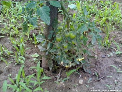 11062016ciliegini.jpg (352.42 KiB) Osservato 540 volte 11062016ciliegini.jpg