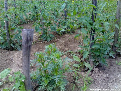 11062016tagete-pomodori.jpg (360.72 KiB) Osservato 536 volte 11062016tagete-pomodori.jpg