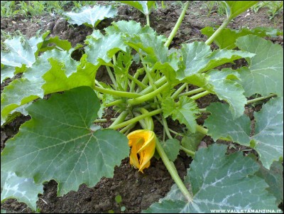12062016zucchine.jpg (290.3 KiB) Osservato 535 volte 12062016zucchine.jpg