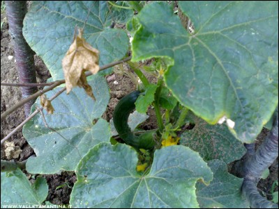 12062016cetrioli.jpg (241.18 KiB) Osservato 535 volte 12062016cetrioli.jpg