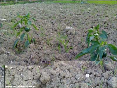 15062016peperoncino-tondo.jpg (305.07 KiB) Osservato 535 volte 15062016peperoncino-tondo.jpg