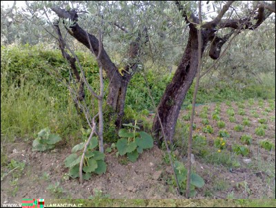 15062016zucca-lagenaria.jpg (316.7 KiB) Osservato 535 volte 15062016zucca-lagenaria.jpg