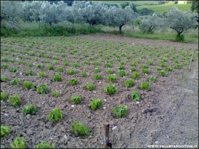 15062016borlotti3.jpg (317.77 KiB) Osservato 533 volte 15062016borlotti3.jpg