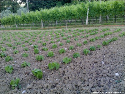 15062016borlotti2.jpg (296.91 KiB) Osservato 533 volte 15062016borlotti2.jpg