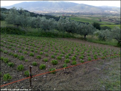 15062016borlotti.jpg (246.13 KiB) Osservato 533 volte 15062016borlotti.jpg