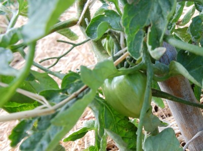 137.JPG (156.21 KiB) Osservato 565 volte 137.JPG