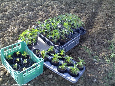 17062016peperoncini.jpg (333.46 KiB) Osservato 584 volte 17062016peperoncini.jpg