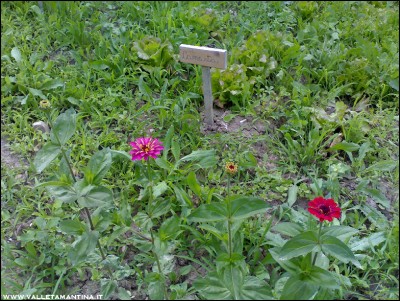 18062016insalata-zinnie.jpg (363.35 KiB) Osservato 584 volte 18062016insalata-zinnie.jpg