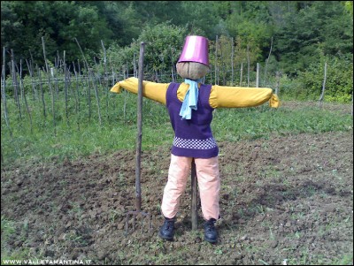 18062016lana-orto.jpg (341.16 KiB) Osservato 583 volte 18062016lana-orto.jpg