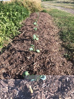 001.JPG (193 KiB) Osservato 499 volte 001.JPG