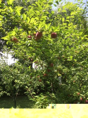 susina obilnaja / 006.JPG 006.JPG