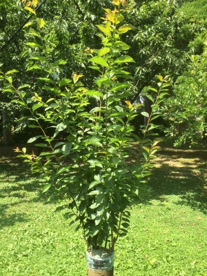 008.JPG (397.67 KiB) Osservato 450 volte 008.JPG