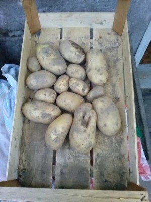 CAM02178 (FILEminimizer).jpg (29.94 KiB) Osservato 684 volte CAM02178 (FILEminimizer).jpg