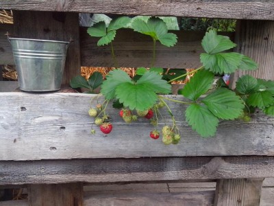 25.06.2016 002.jpg (134.97 KiB) Osservato 470 volte 25.06.2016 002.jpg