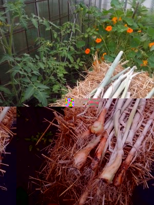 25.06.2016 008.jpg (169.15 KiB) Osservato 469 volte 25.06.2016 008.jpg