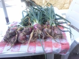 cipolle / CAM02193 (FILEminimizer).jpg CAM02193 (FILEminimizer).jpg