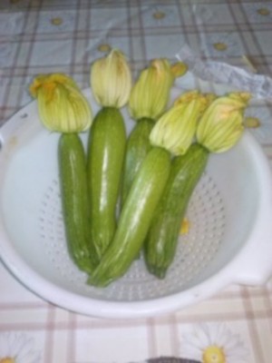zucchini / CAM02187 (FILEminimizer).jpg CAM02187 (FILEminimizer).jpg