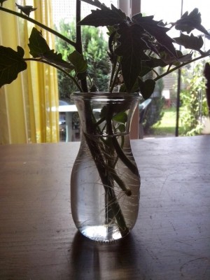 28.06.2016 002.jpg (94.46 KiB) Osservato 547 volte 28.06.2016 002.jpg