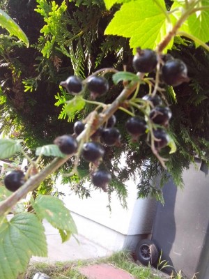 30.06.2016 011.jpg (129.46 KiB) Osservato 501 volte 30.06.2016 011.jpg