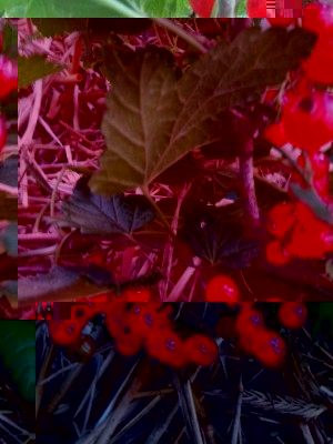 30.06.2016 014.jpg (97.88 KiB) Osservato 501 volte 30.06.2016 014.jpg