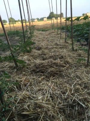 003.JPG (315.96 KiB) Osservato 423 volte 003.JPG