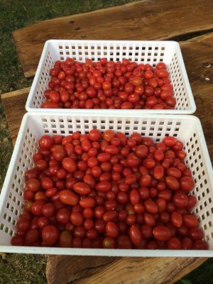 Pomodori datterini e ciliegini / image.jpeg image.jpeg