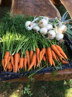 image.jpeg (158.9 KiB) Osservato 443 volte image.jpeg