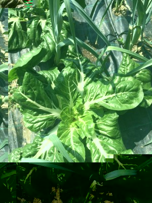 image.jpeg (164.1 KiB) Osservato 439 volte image.jpeg