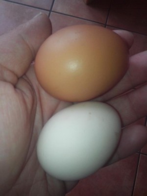 02.07.2016 001.jpg (35.88 KiB) Osservato 625 volte 02.07.2016 001.jpg