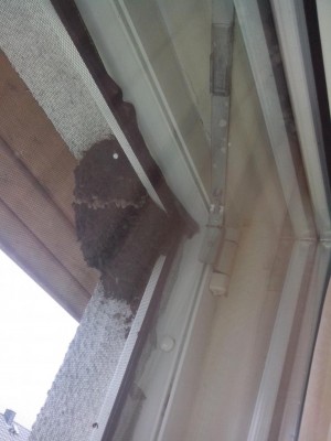 02.07.2016 003.jpg (73.35 KiB) Osservato 621 volte 02.07.2016 003.jpg