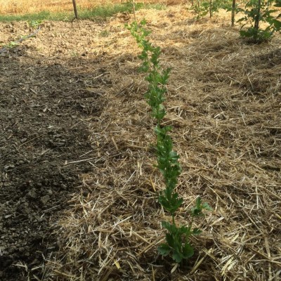 Sedano / image.jpeg image.jpeg