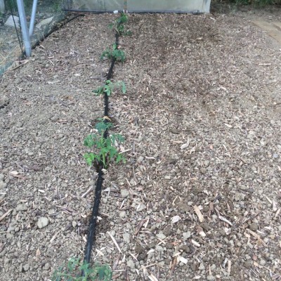 Pomodori in serra / image.jpeg image.jpeg