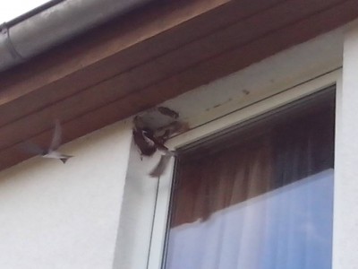 13595886_10207965893723121_164478344_n.jpg (35.44 KiB) Osservato 578 volte 13595886_10207965893723121_164478344_n.jpg